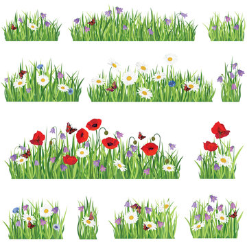 Fototapeta Green Grass With Flowers And Insects, Isolated On White Background, Vector Illustration