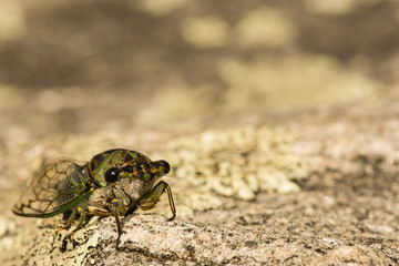 Annual Dog-day cicada