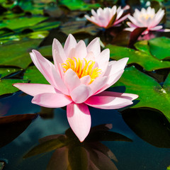 lotus flower