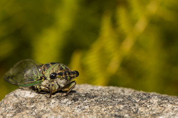 Annual Dog-day Cicada