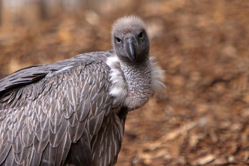 Gänsegeier