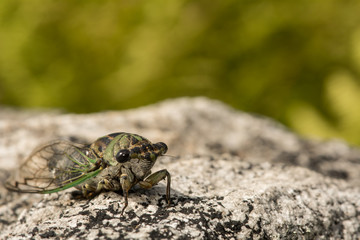 Annual Dog-day Cicada