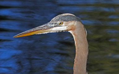 Great Blue Heron Profile