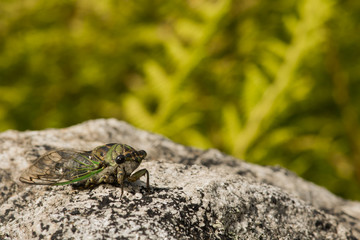 Annual Dog-day Cicada
