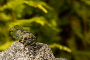 Annual Dog-day Cicada