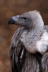 Gänsegeier