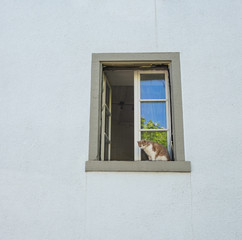 Katze mit Katzennetz im Fenster