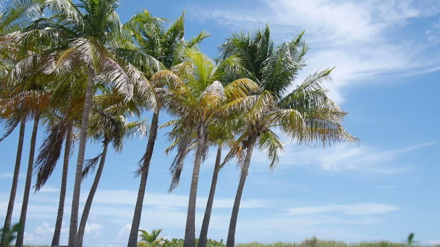 Palm Tress in the wind with blue clouded sky