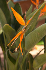 Strelitzia- oiseau de paradis