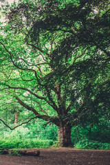 Fototapeta premium Old tree in a park