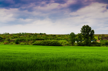 green field and storm