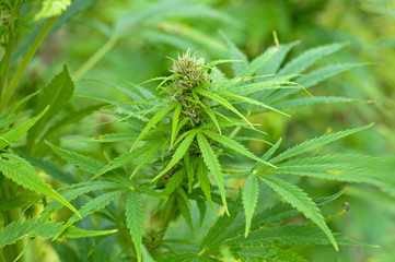 Cannabis plant at flowering stage