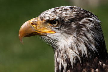 Junger Weisskopfseeadler