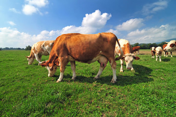 Naklejka na ściany i meble Cow herd in a field