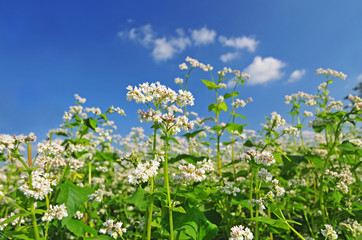 Buckwheat blossom with blue sky in the background