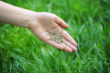 Naklejka na ściany i meble Wheat grain in female hand on green grass background