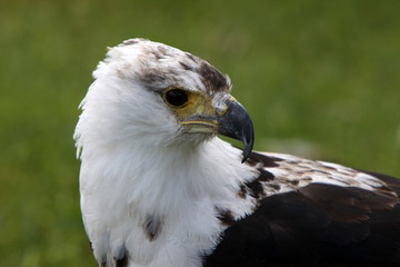 Junger Weisskopfseeadler