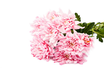 Fototapeta premium Bouquet of pink chrysanthemums on white background.