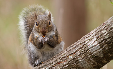 Gray Squirrel Feeding on Tree Trunk