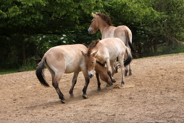 Przewalski-Pferde