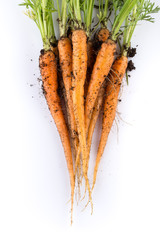 freshly picked carrots