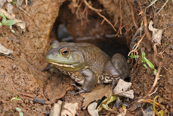 Frog Sitting at Entrance to Nest