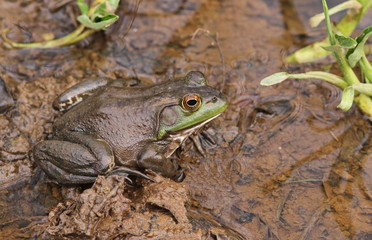 Frog in Wetland Habitat