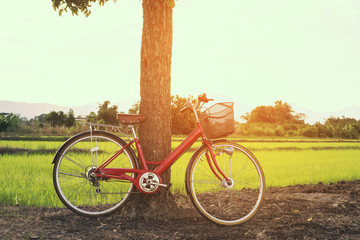 Red bicycle parked under a tree on a sunny morning. countryside landscape