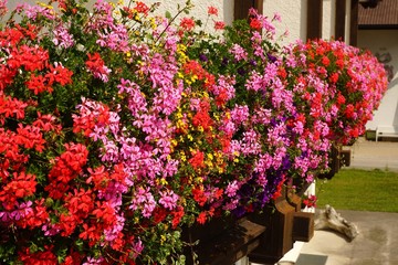 Beautiful geraniums on a balcony - obrazy, fototapety, plakaty