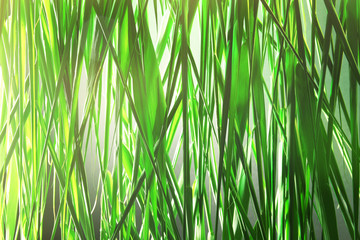 Green reeds background