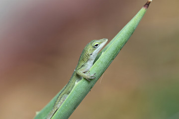 Anole Lizard Sitting on a Green Plant