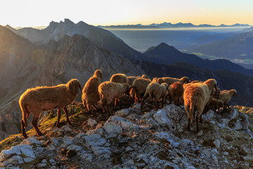 Sheeps at Dawn in the Mountains
