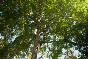 Fototapeta premium Tree in summer