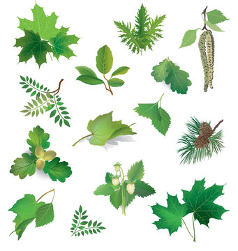 Leaf collection. Summer nature icon set. Forest leaves isolated