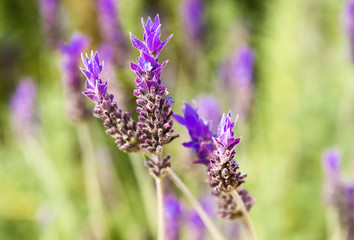 lavender flowers in the field