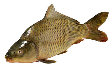 Cyprinus carpio Fisch Karpfen