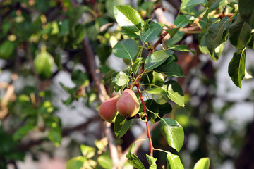 Pear tree in the garden