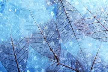 Foto op Plexiglas Bladnerven Abstracte skelet bladeren achtergrond