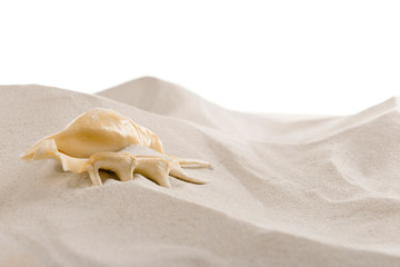 Seashell on sea sand background