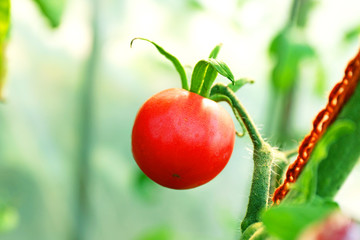 Tomato growing in garden