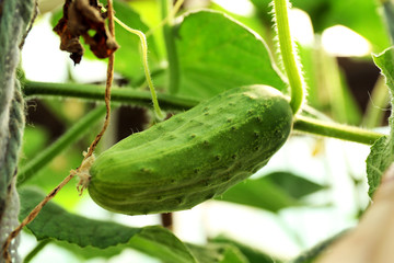 Cucumber growing in garden