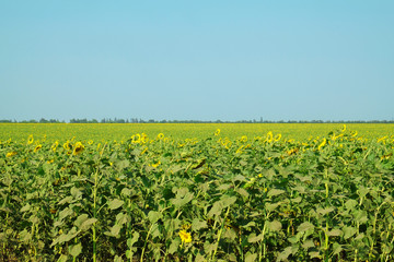 Fototapeta na wymiar Beautiful sunflowers field