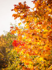 autumn leaves fall trees nature background