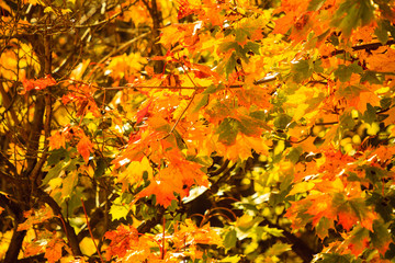 autumn leaves fall trees nature background