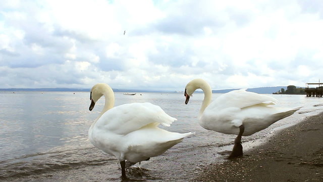 Two swans are aproaching and then entering in the water of Bracciano Lake, next to Roma, Italy
