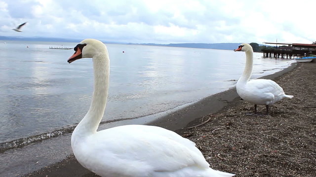 Two swans are looking away to the lake, and considers if enter the water or not. The closer one is carefully is carefully scanning the horizon. Bracciano Lake, next to Roma, Italy