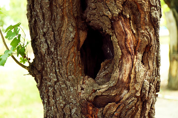 Obraz premium Tree hollow close up
