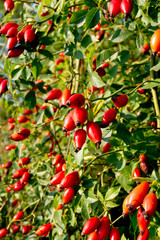 wild rose (Rosa Canina) berry