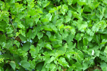 Green leaves background