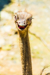 Head shot of Common Ostrich